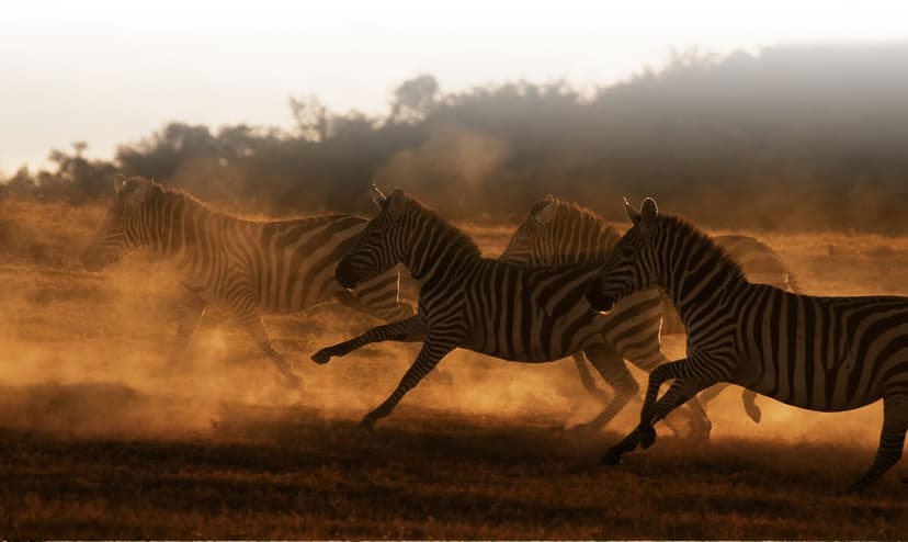 kenya