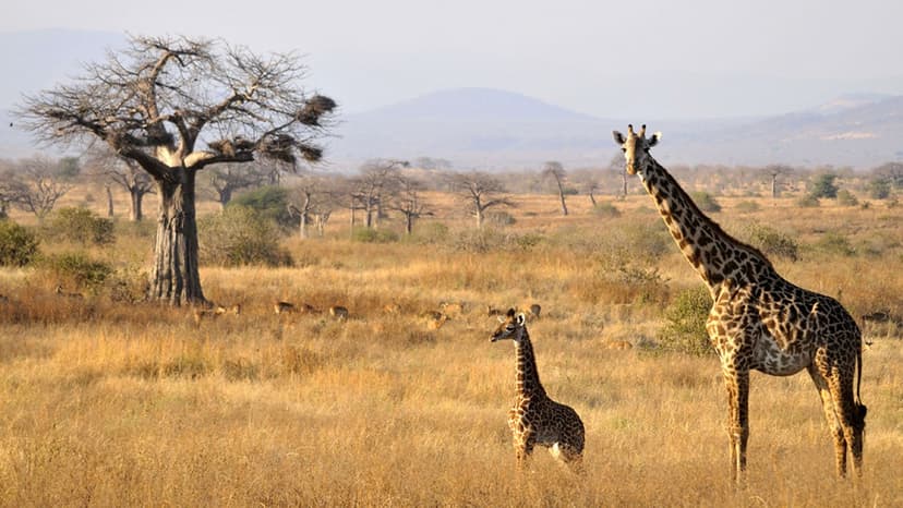 ruaha-national-park