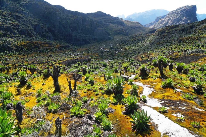 rwenzori-mountains-park