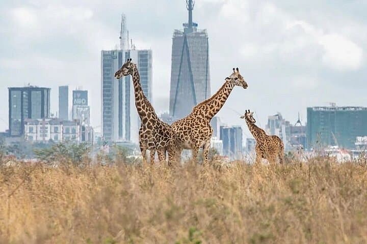 This Is The Heartbeat of African Safaris.
