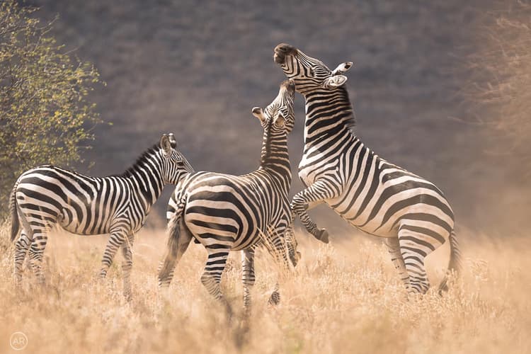 Conservation-Focused Travel.