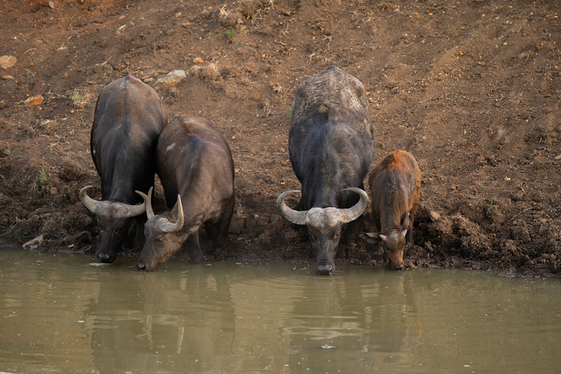 Savara Luxe Safaris Classic Safaris