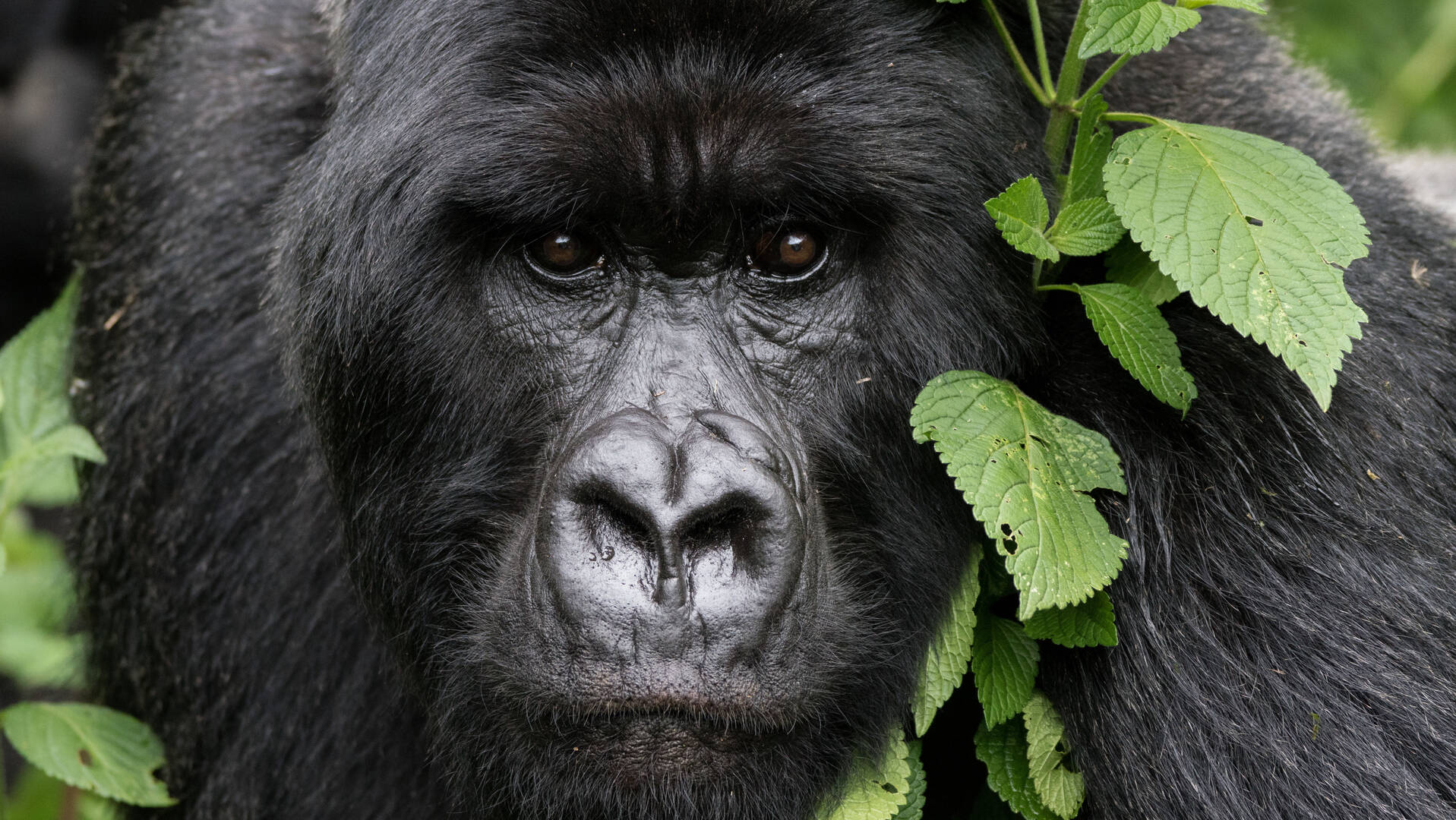 rwanda-tanzania