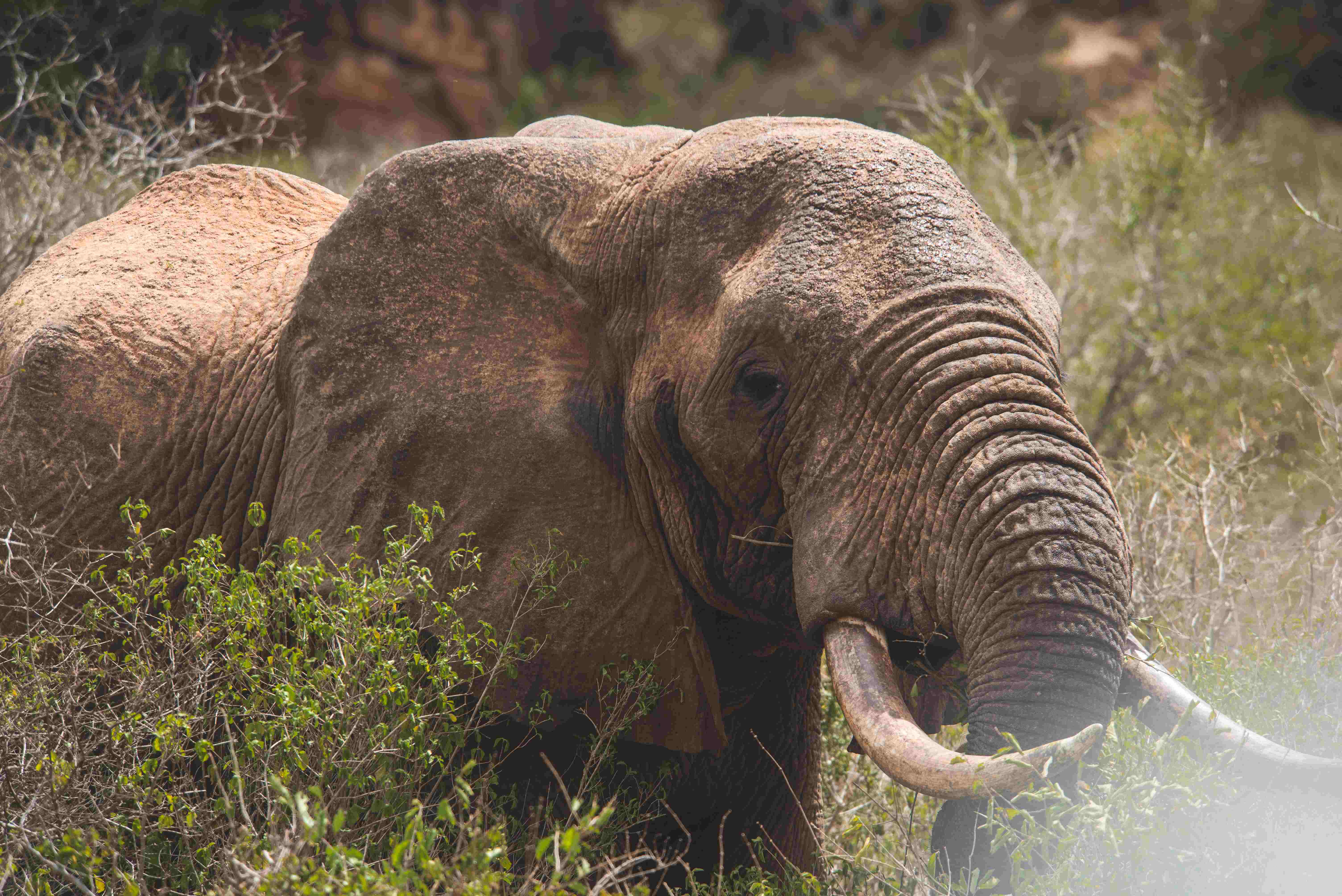 ngorongoro-conservation-area