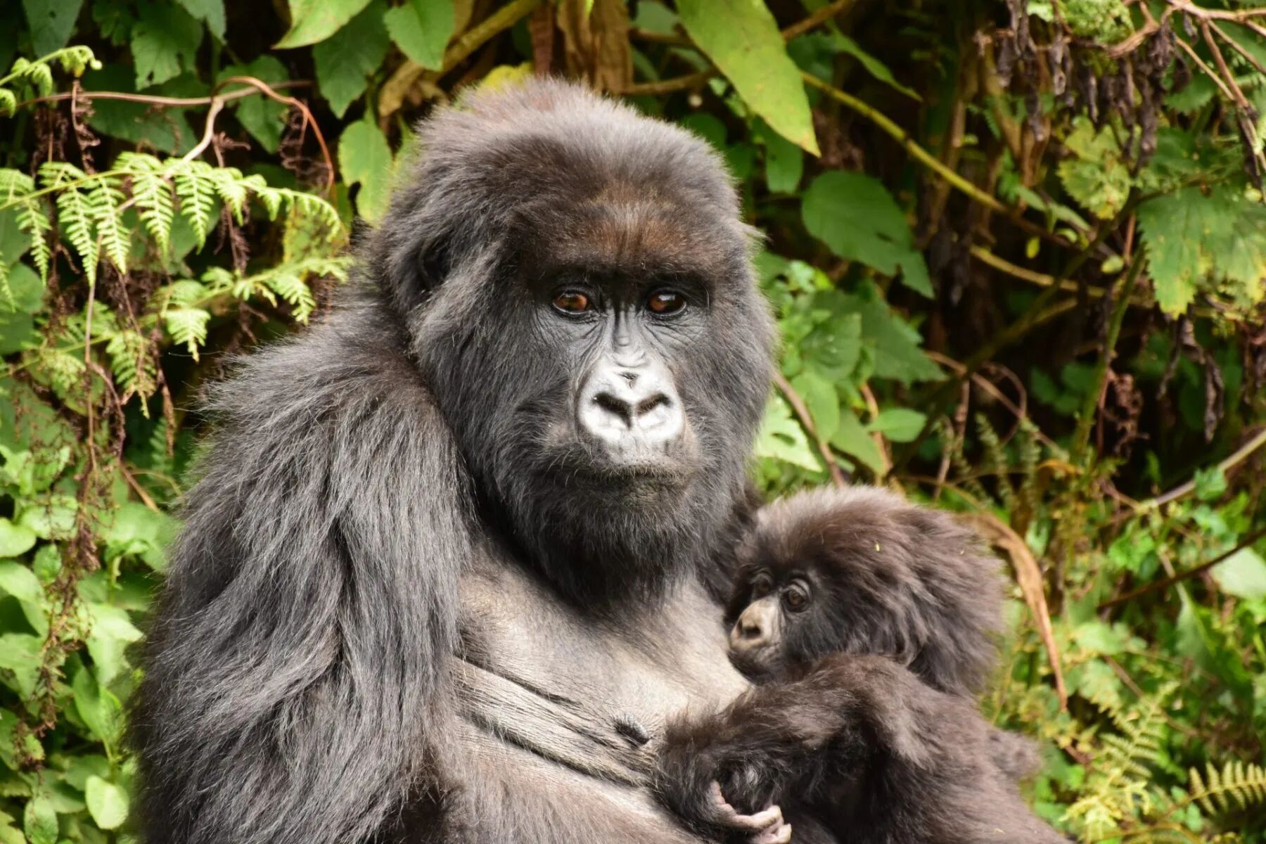 8 Days Rwanda Tanzania Classic Safari